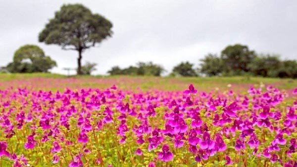 Satara – Kaas Plateau (Kaas Pathar) One Day Tour Package - Image 2
