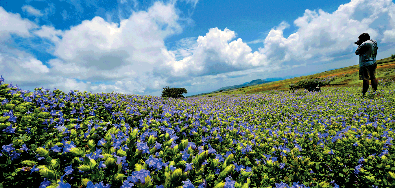 Satara – Kaas Plateau (Kaas Pathar) One Day Tour Package - Image 3